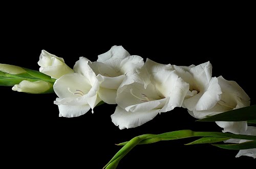 oferendas de paz iemanjá