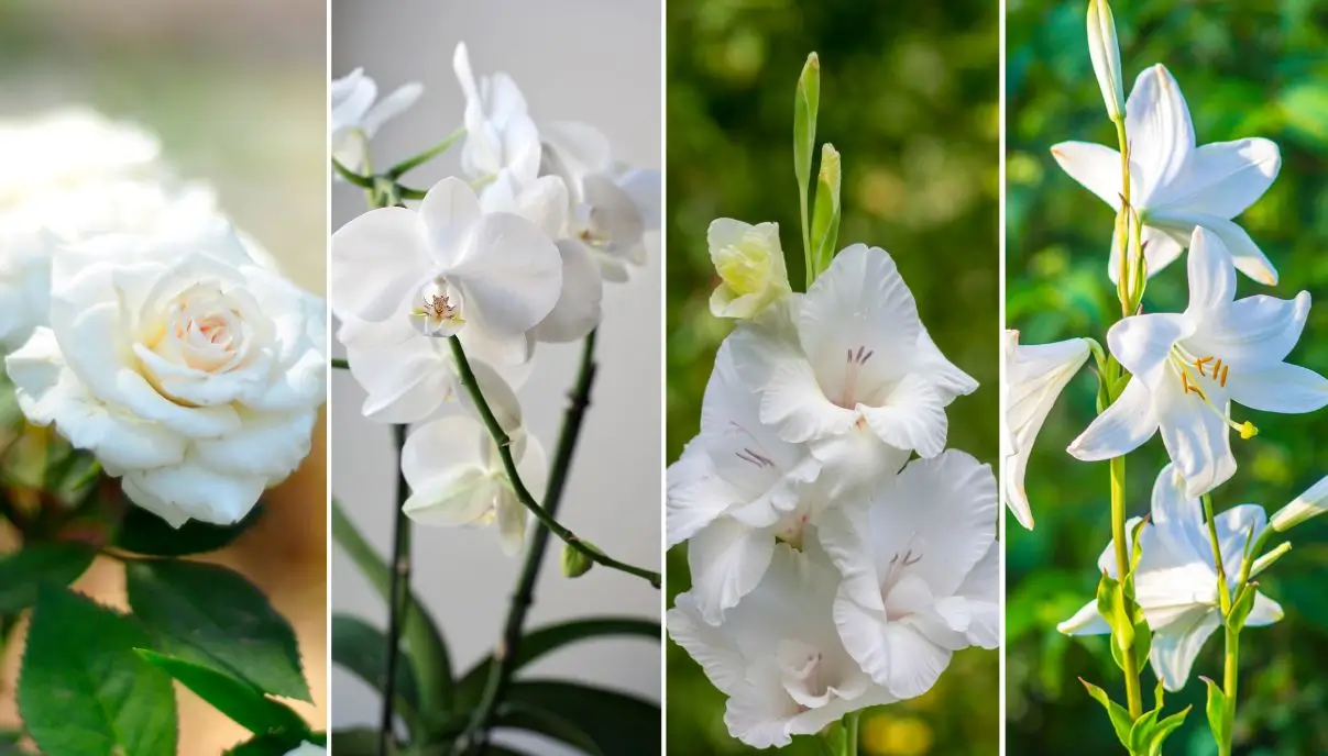 significado das flores para iemanjá