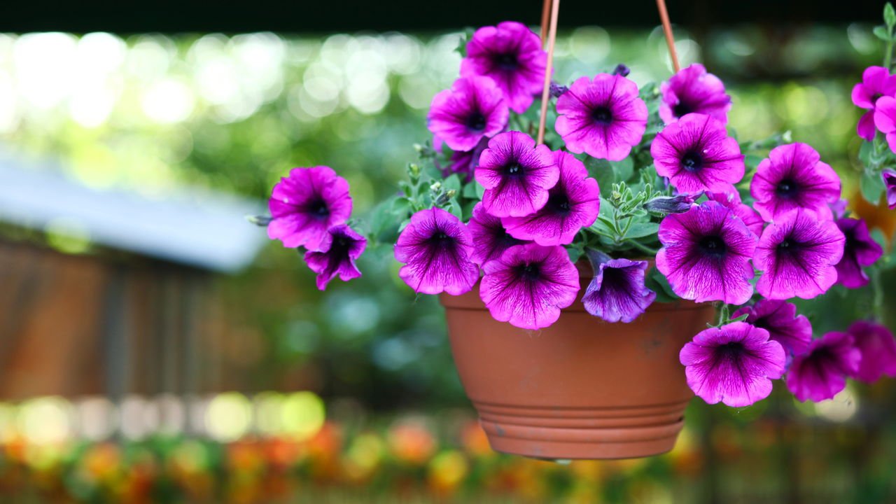 flores que florescem o ano inteiro