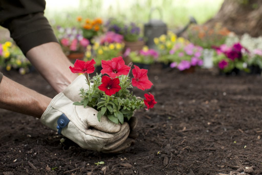 plantas de sol para jardim florido