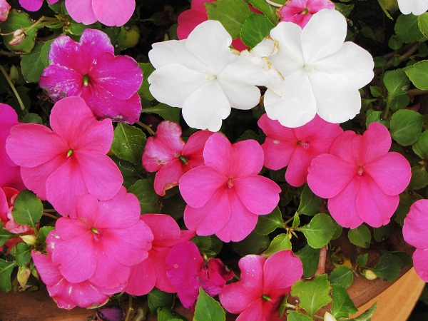 plantas para jardim florido o ano todo