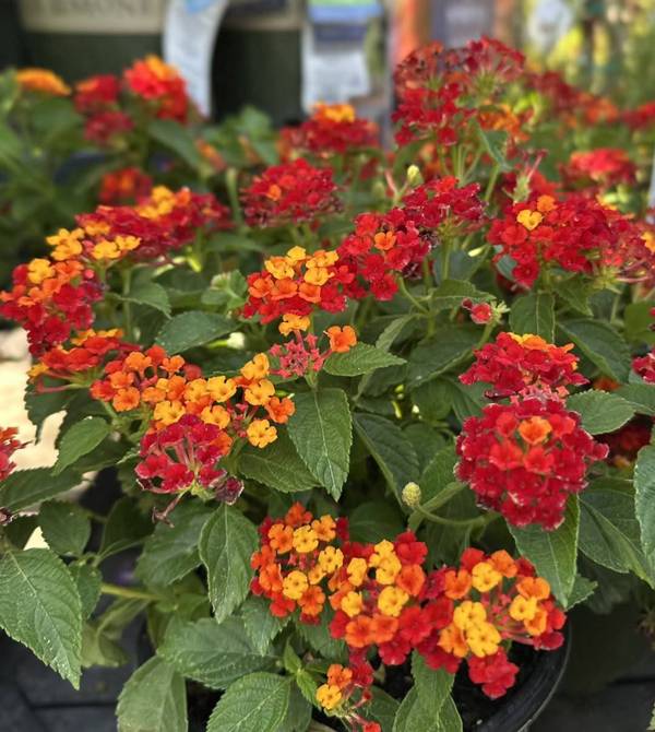 flores que florescem o ano inteiro