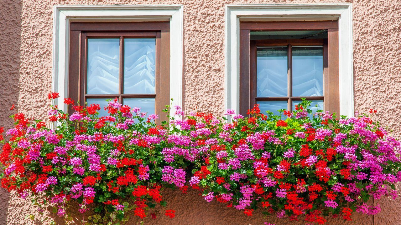 flores coloridas para jardineira de janela com sol pleno