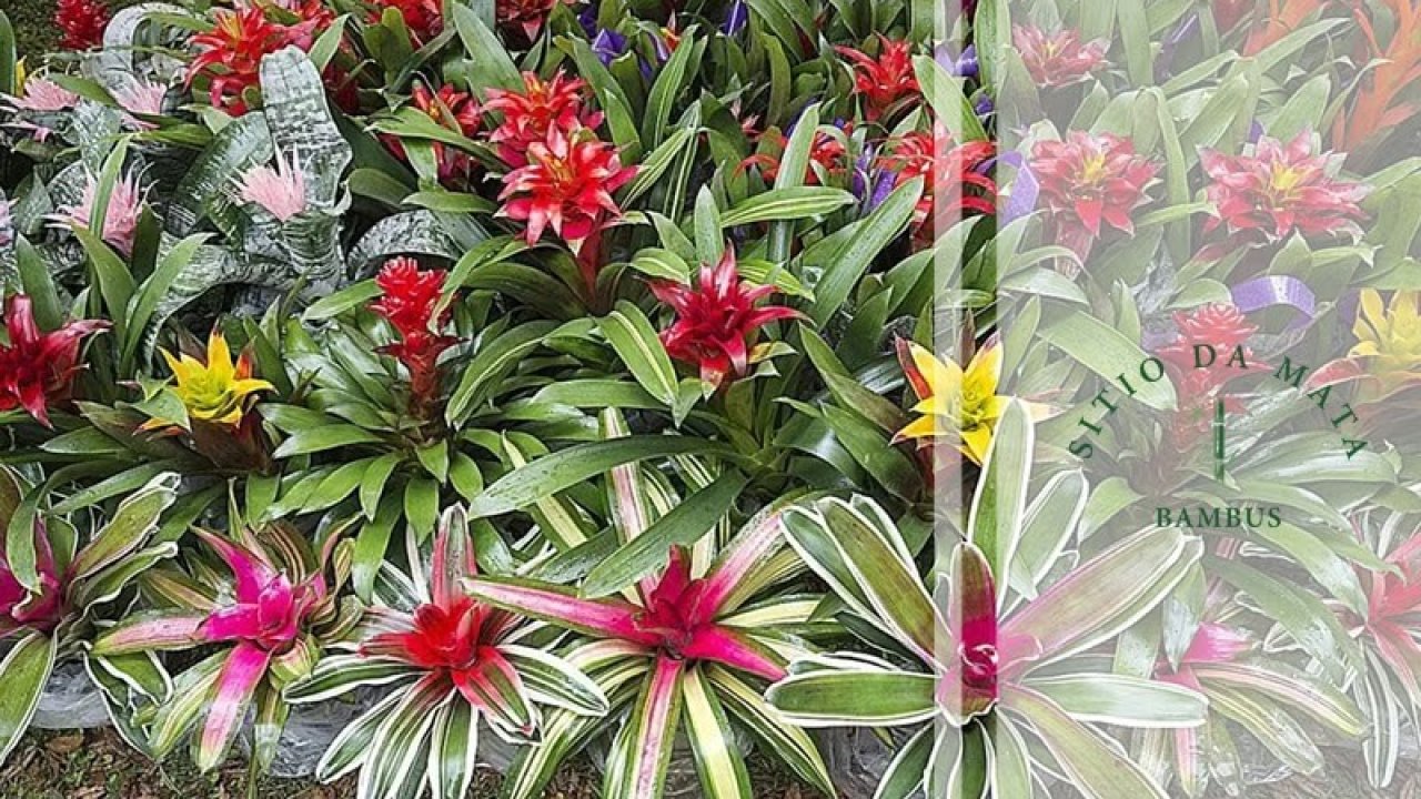 flores de inverno para regiões quentes