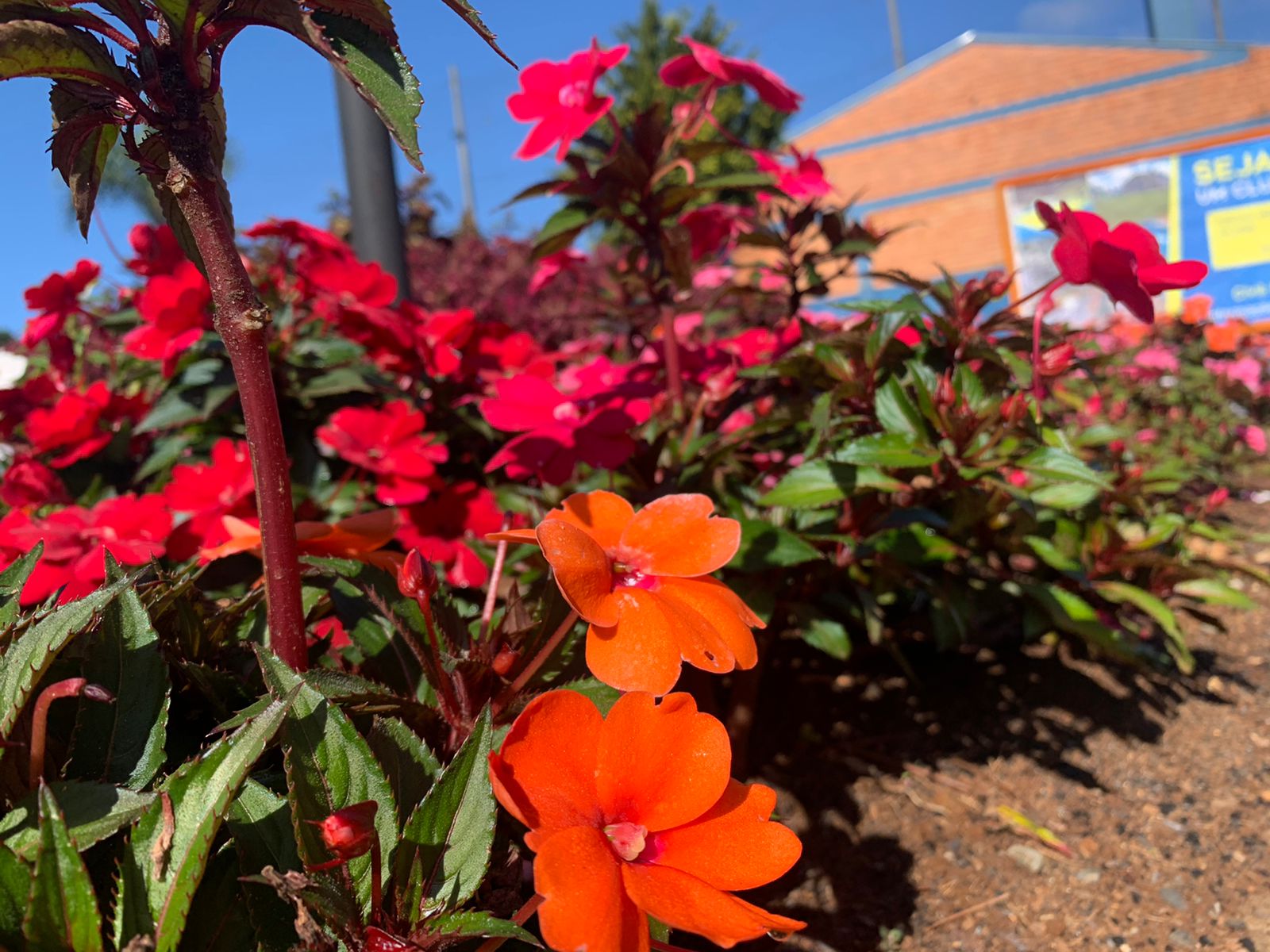 flores de inverno para varanda