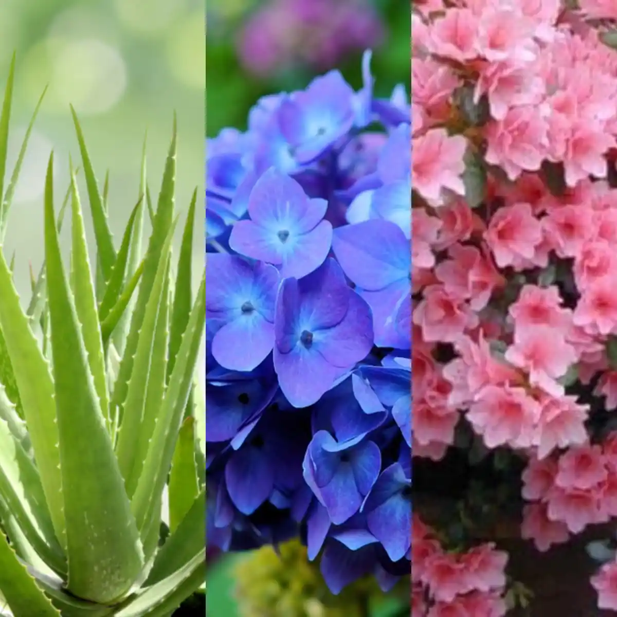 flores que florescem no inverno