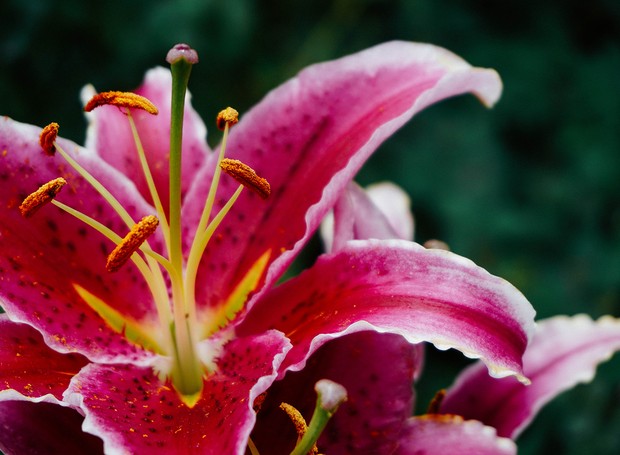 flores para plantar em julho