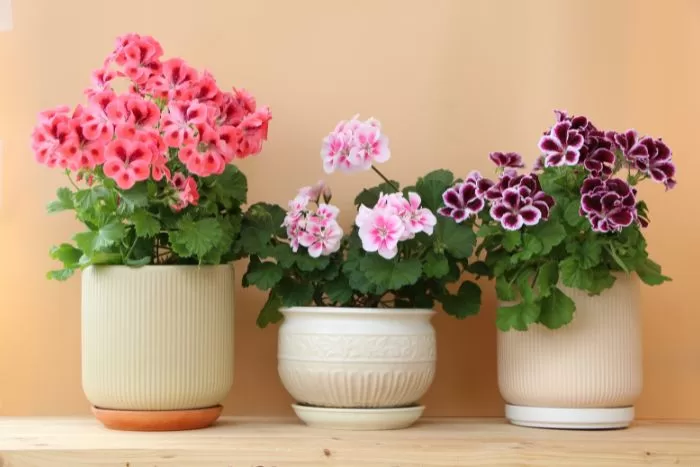 plantas para quarto com pouca luz