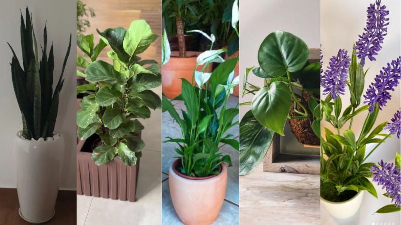 benefícios das flores no quarto