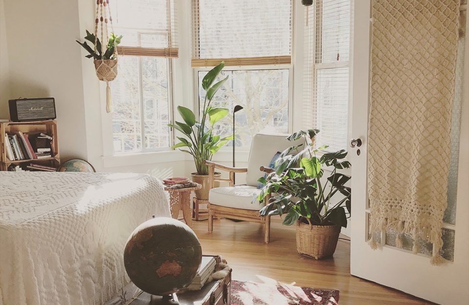plantas para quarto com pouca luz