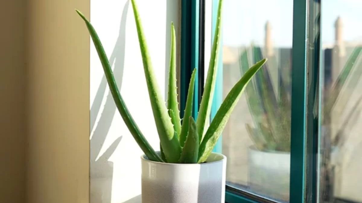 plantas que purificam o ar do quarto