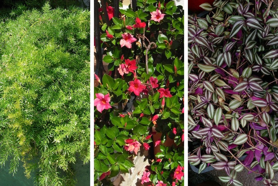 melhores flores pendentes para varanda ensolarada