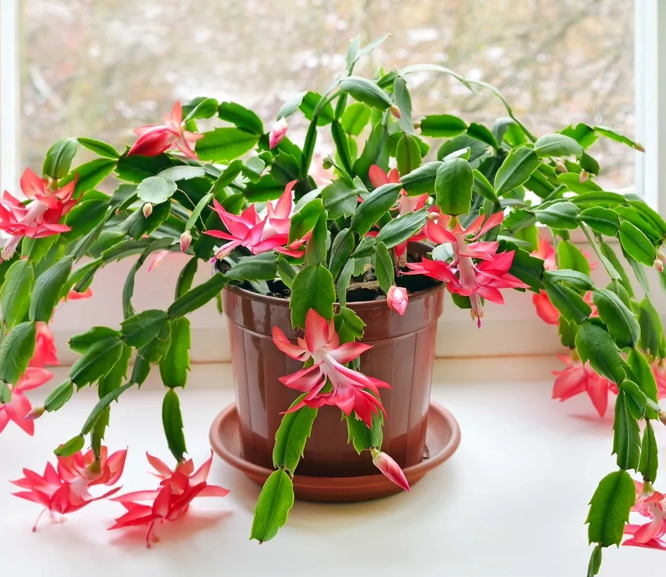 erros comuns ao regar plantas pendentes de sol