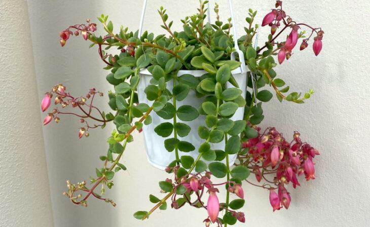 gerânio pendente vs petúnia qual escolher