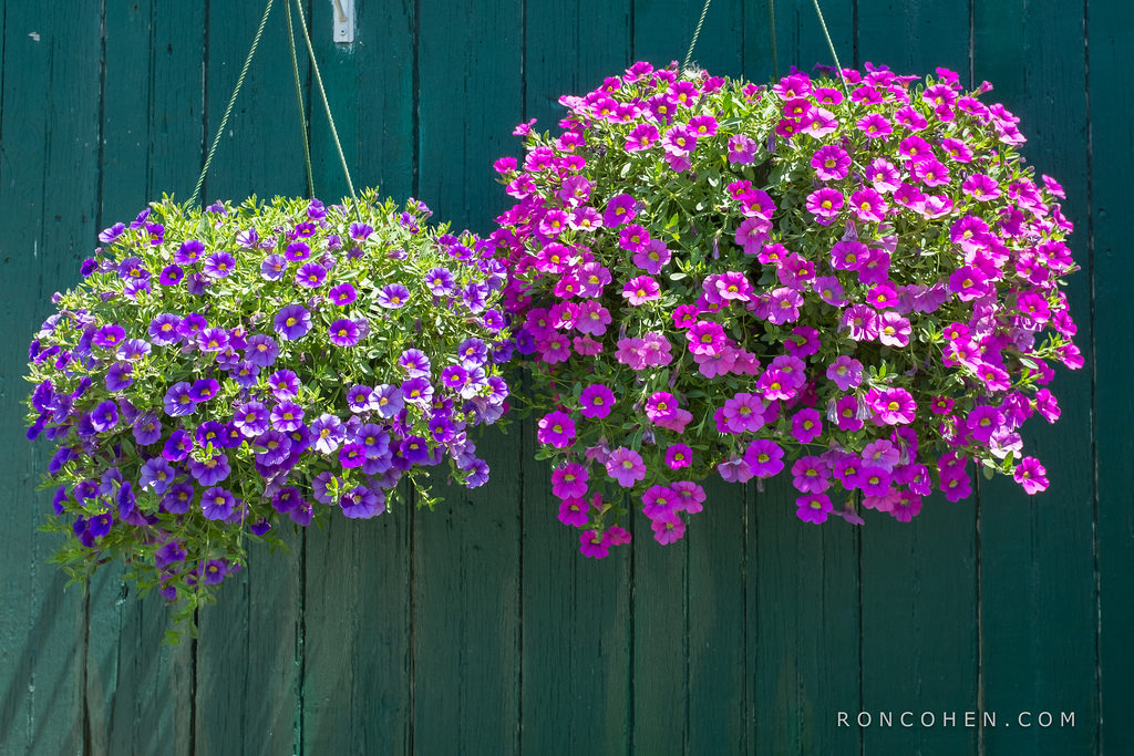 gerânio pendente vs petúnia qual escolher