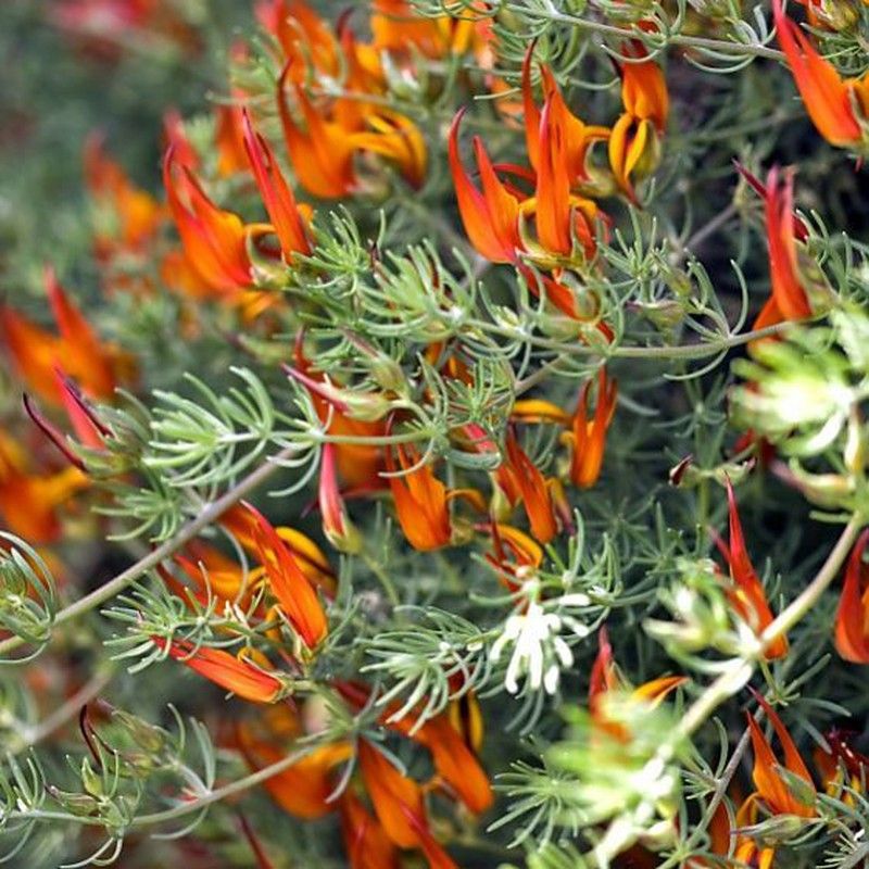 melhores flores pendentes para varanda ensolarada