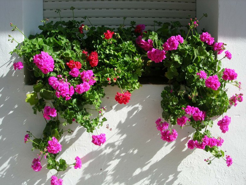 erros comuns ao regar plantas pendentes de sol