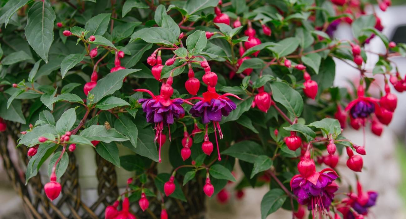 gerânio pendente vs petúnia qual escolher