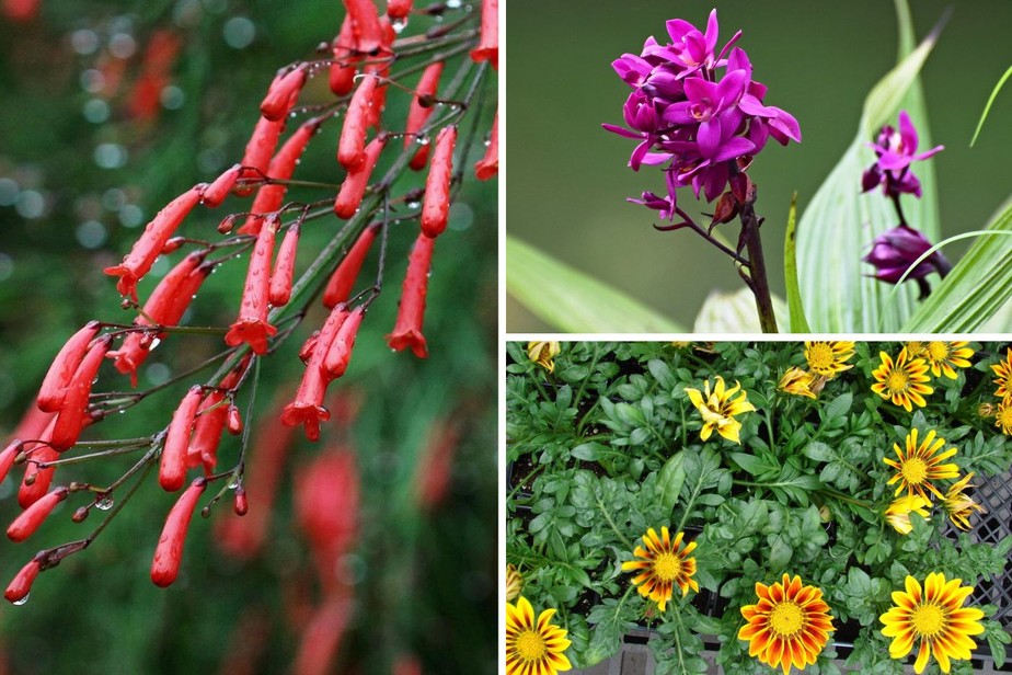 mini rosa vs lobélia qual escolher para seu jardim