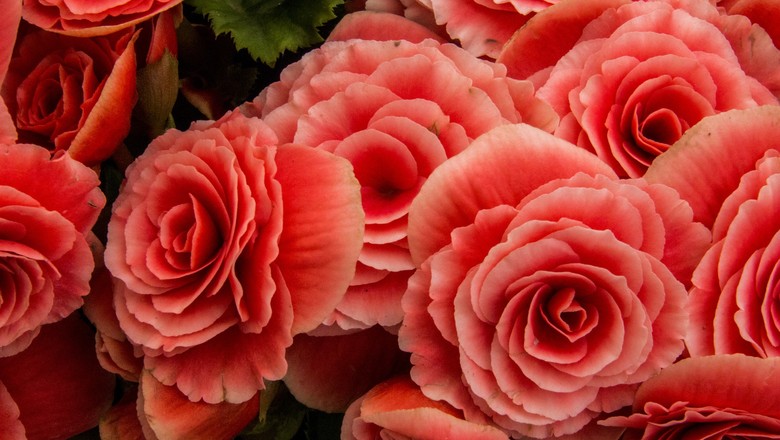 erros comuns ao cuidar de flores pequenas em vasos