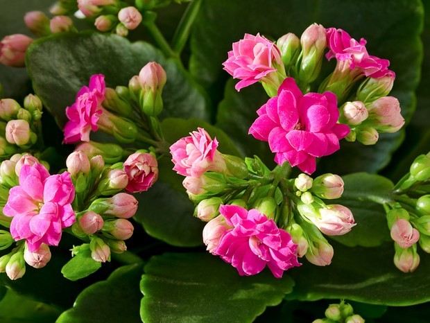 flores pequenas para jardim de inverno