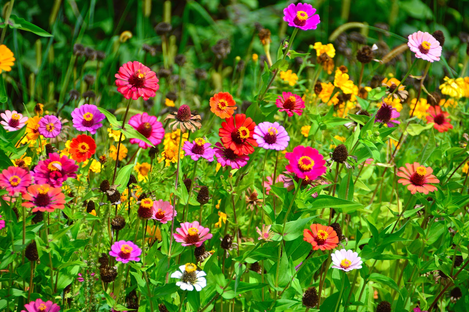flores pequenas coloridas para vasos
