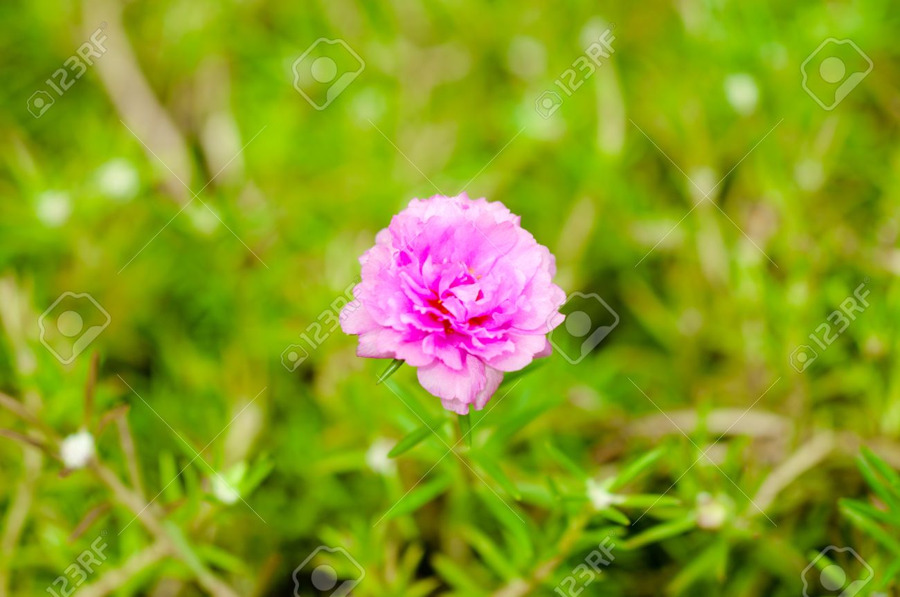 flores pequenas para jardim de inverno