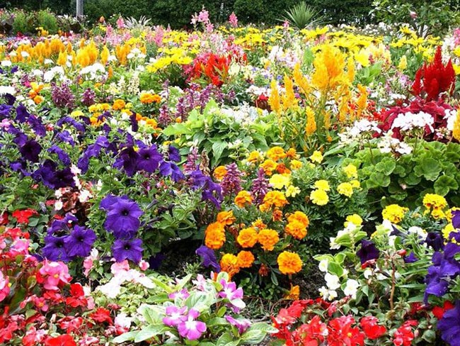 flores pequenas coloridas para vasos