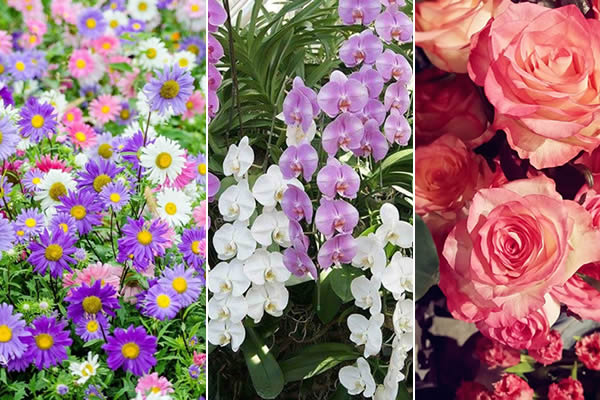 flores pequenas que florescem o ano todo