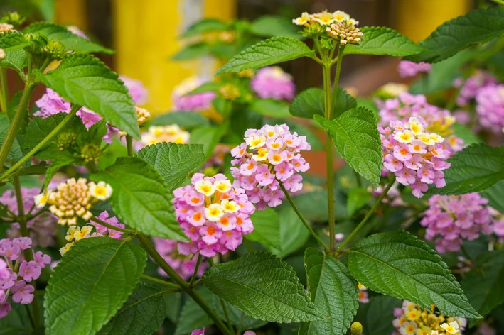 flores pequenas para sombra