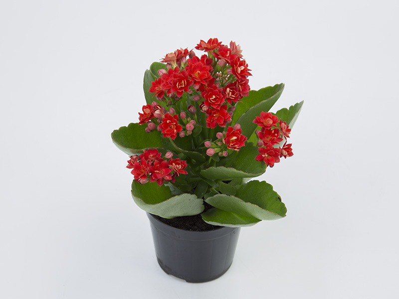 nomes de flores pequenas para jardim