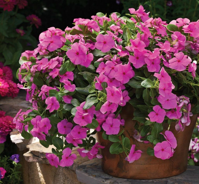 flores delicadas nomes