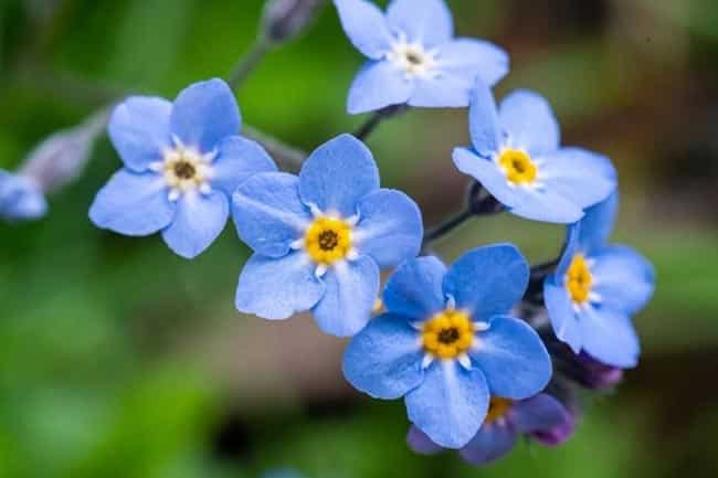espécies de flores pequenas