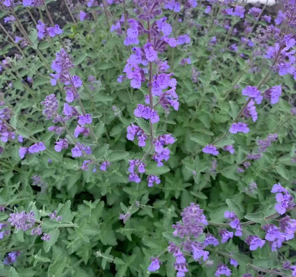 flores pequenas fáceis de cuidar