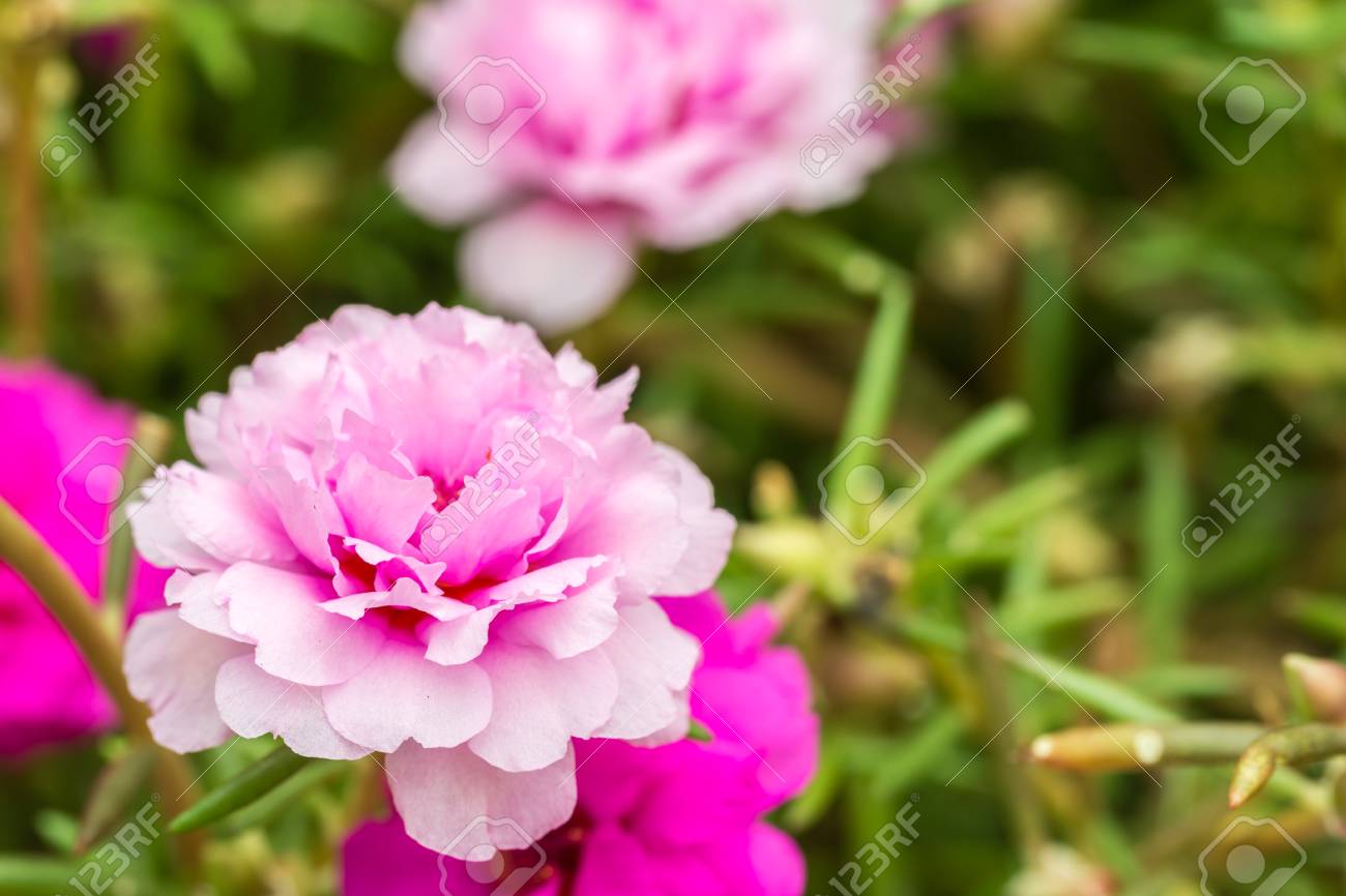 flores pequenas para vaso