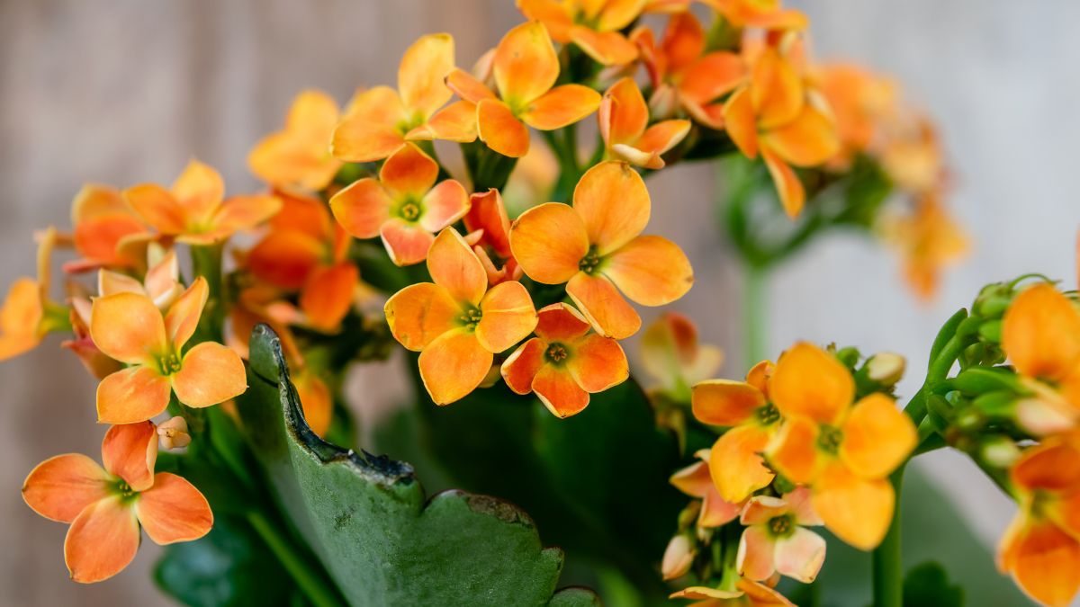 espécies de flores pequenas