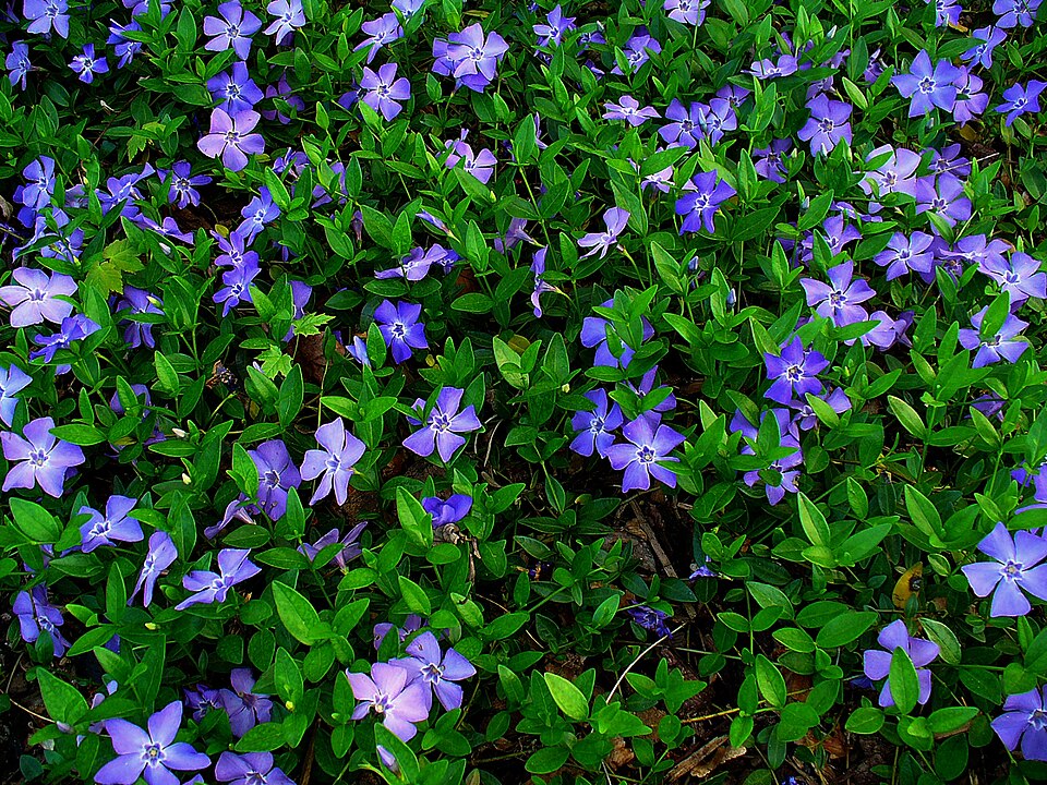 adubação de plantas perenes