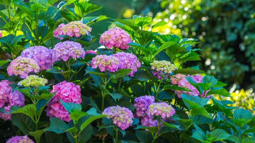 rega de plantas perenes