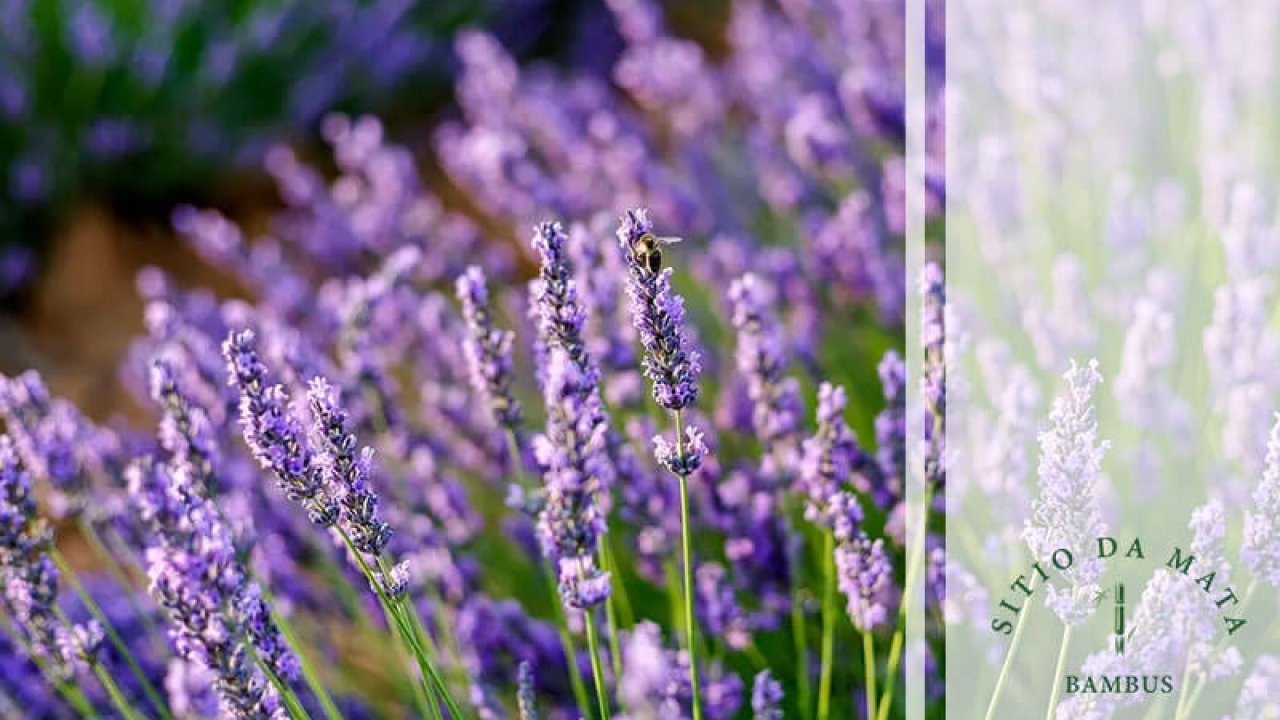 flores perenes para iniciantes