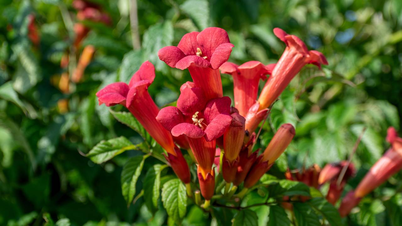 flores perenes perfumadas