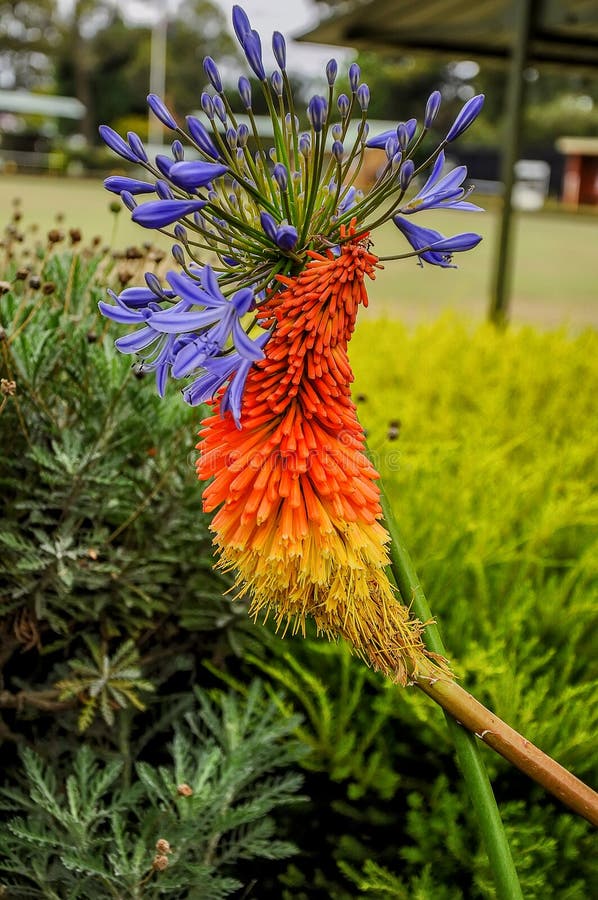 flores perenes para atrair borboletas
