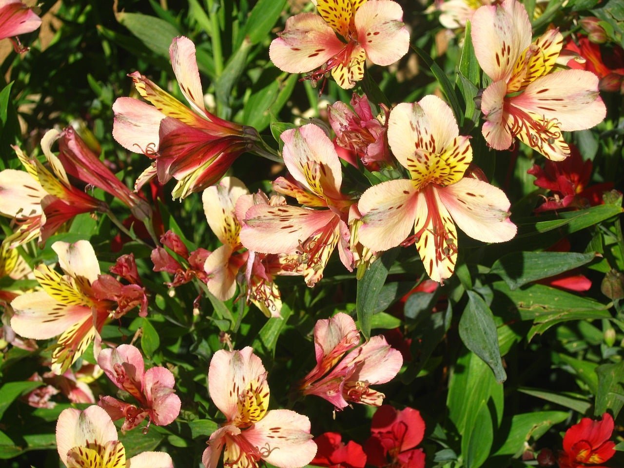 flores perenes para paisagismo
