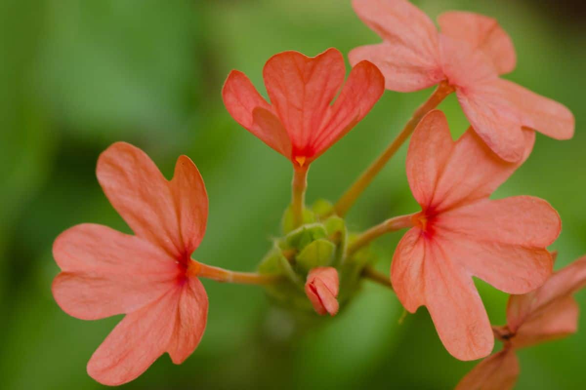 flores que não morrem