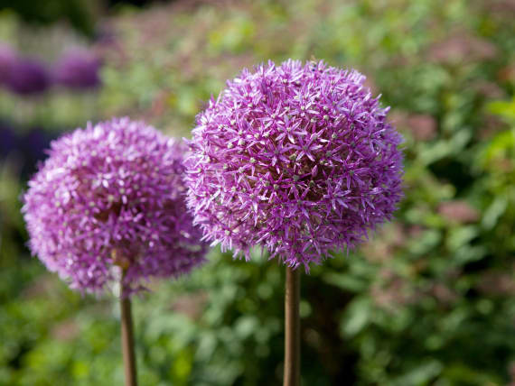 espécies de flores perenes
