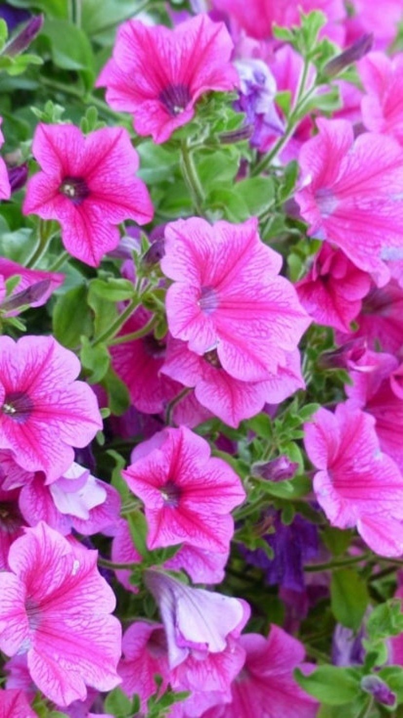 plantas resistentes ao sol