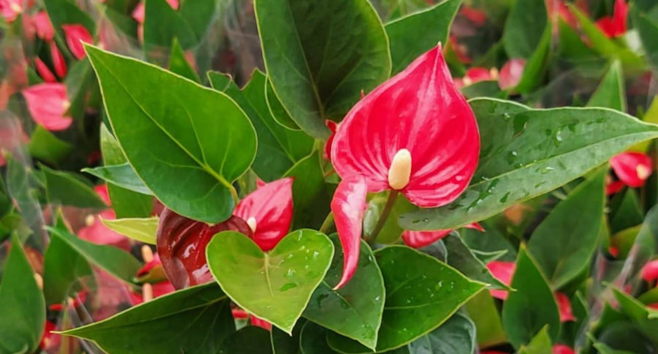 manutenção de flores perenes