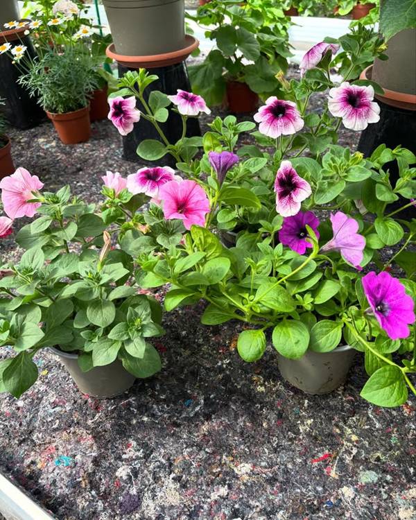 flores perenes para jardim