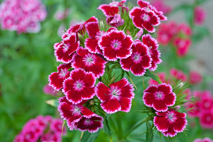 melhores flores perenes para jardim colorido