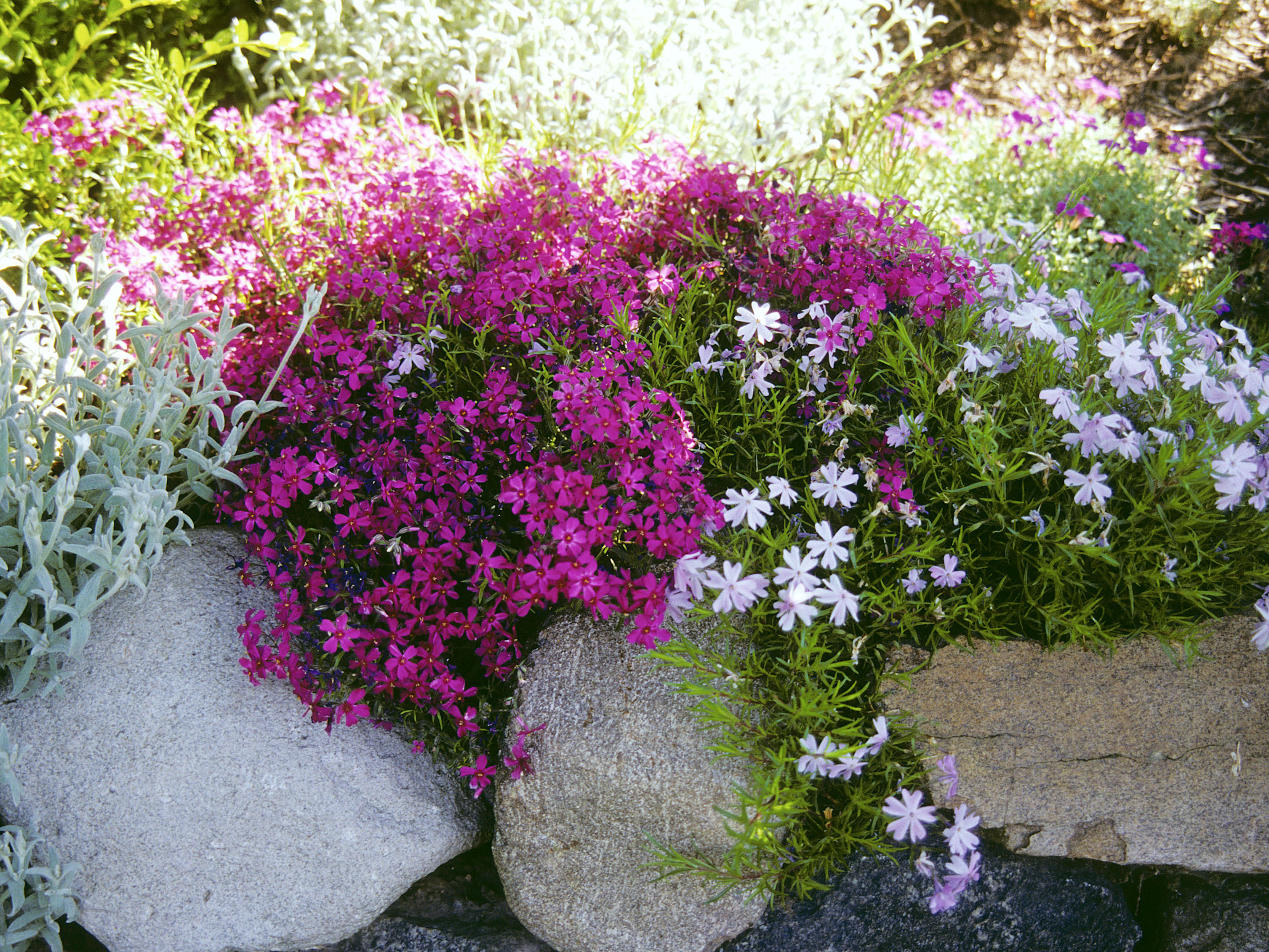 erros comuns ao cuidar de flores perenes