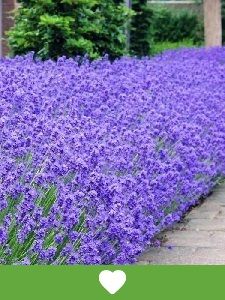 custo médio para montar um jardim de flores perenes